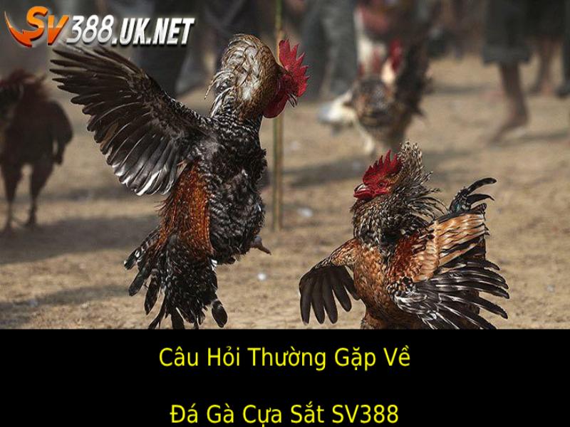 Đá Gà Cựa Sắt SV388 – Sự Kịch Tính Tại Trường Gà Nổi Tiếng Những Câu Hỏi Thường Gặp (FAQs) Về Đá Gà Cựa Sắt Sv388