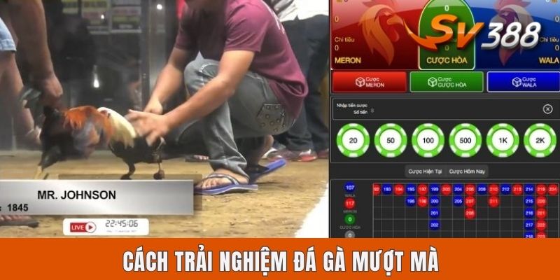 Cách trải nghiệm đá gà mượt mà